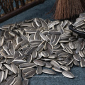 Sunflower seeds 5009 long shape middle size